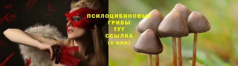 Псилоцибиновые грибы Psilocybine cubensis  хочу наркоту  Кадников 